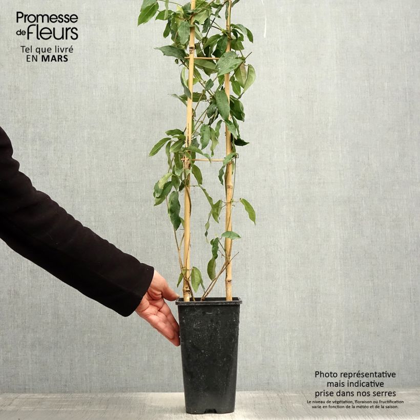 Campsis capreolata Tangerine Beauty 2L/3L pot sample as delivered in spring