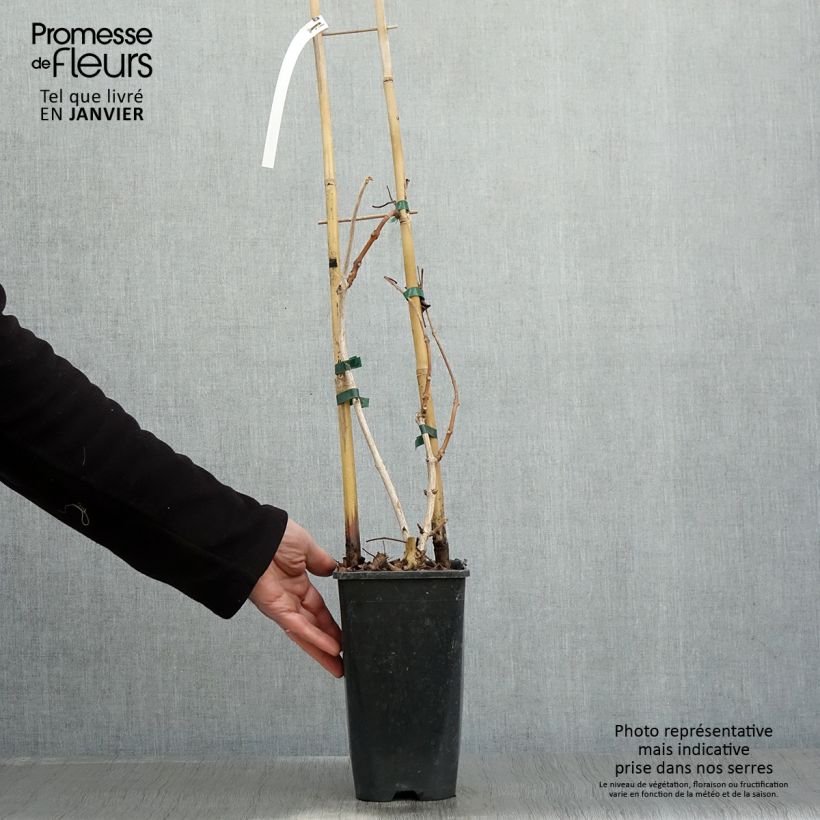 Campsis grandiflora  2L/3L pot sample as delivered in winter