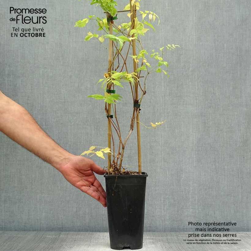 Campsis radicans  2L/3L pot sample as delivered in autumn