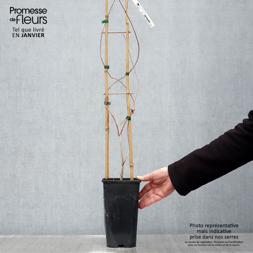 Campsis radicans  2L/3L pot sample as delivered in winter