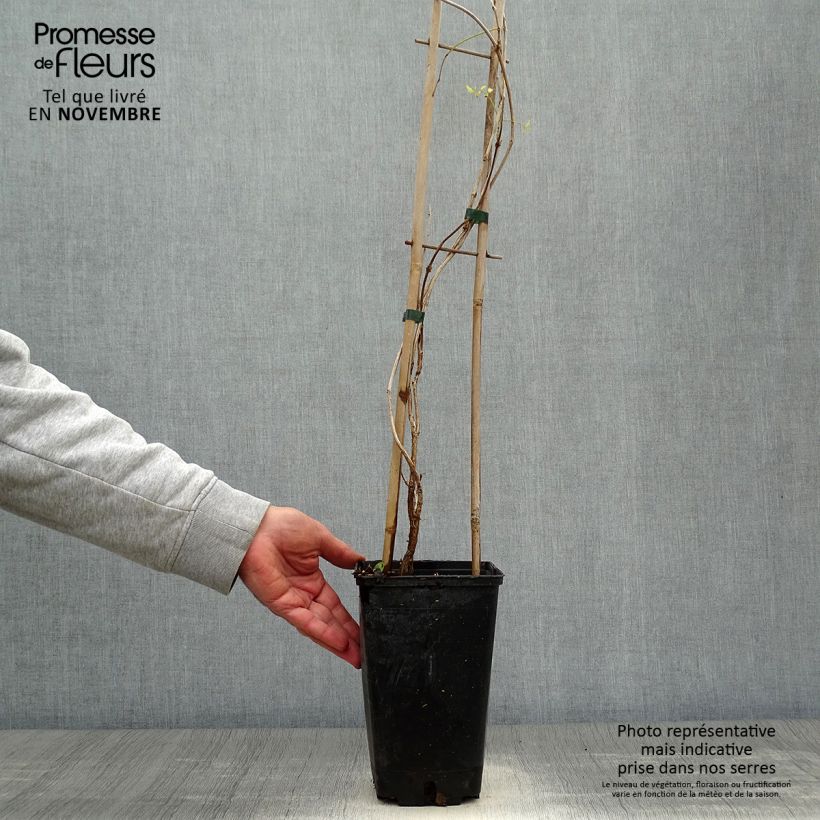 Campsis radicans Flamenco 2L/3L pot sample as delivered in autumn