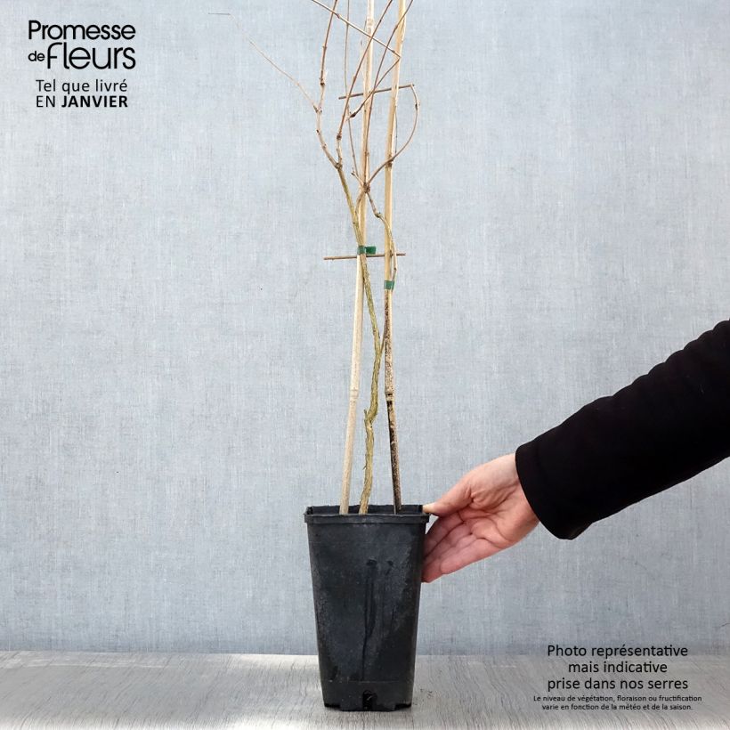 Campsis radicans Flamenco 2L/3L pot sample as delivered in winter