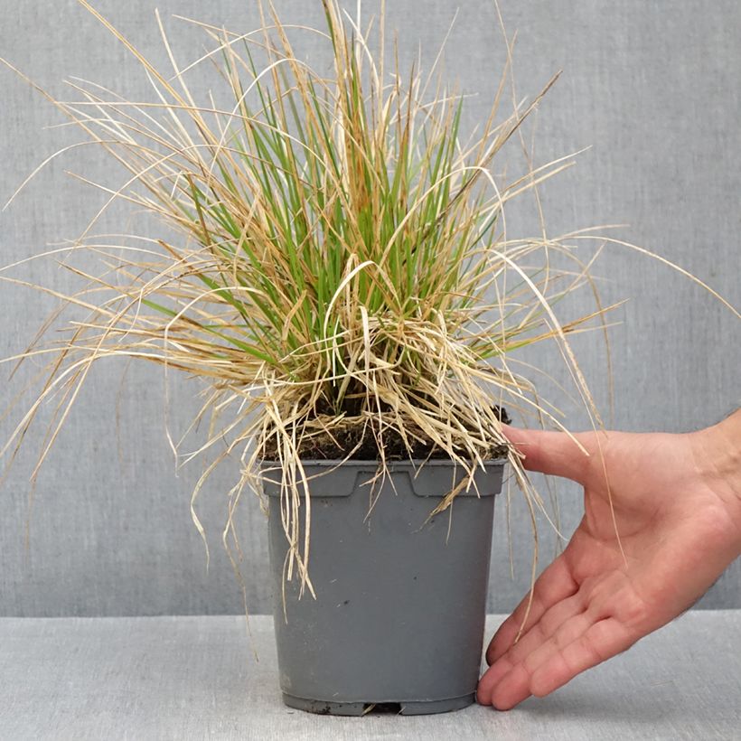 Deschampsia cespitosa Vivipara 2L/3L pot sample as delivered in autumn