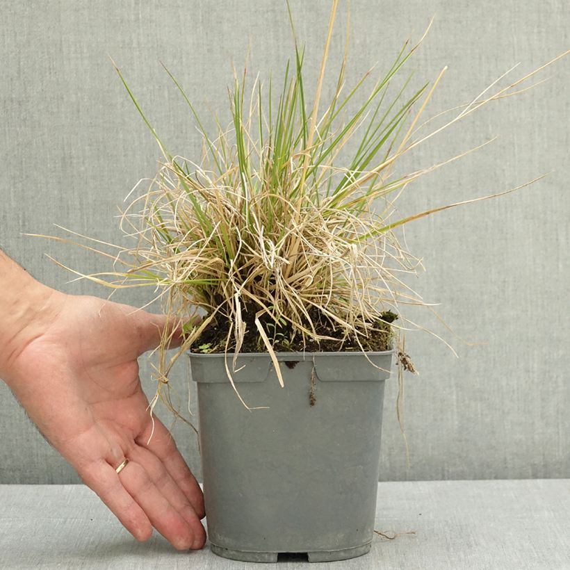 Canche cespiteuse Vivipara - Deschampsia cespitosa Pot de 2L/3L sample as delivered in summer