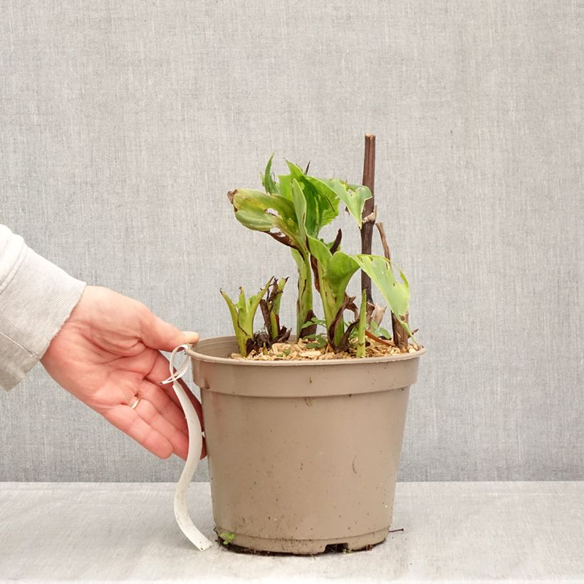 Canna Black Cleopatra - Indian shot 4L/5L pot sample as delivered in spring