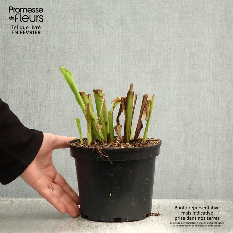 Canna edulis 2L/3L pot sample as delivered in winter