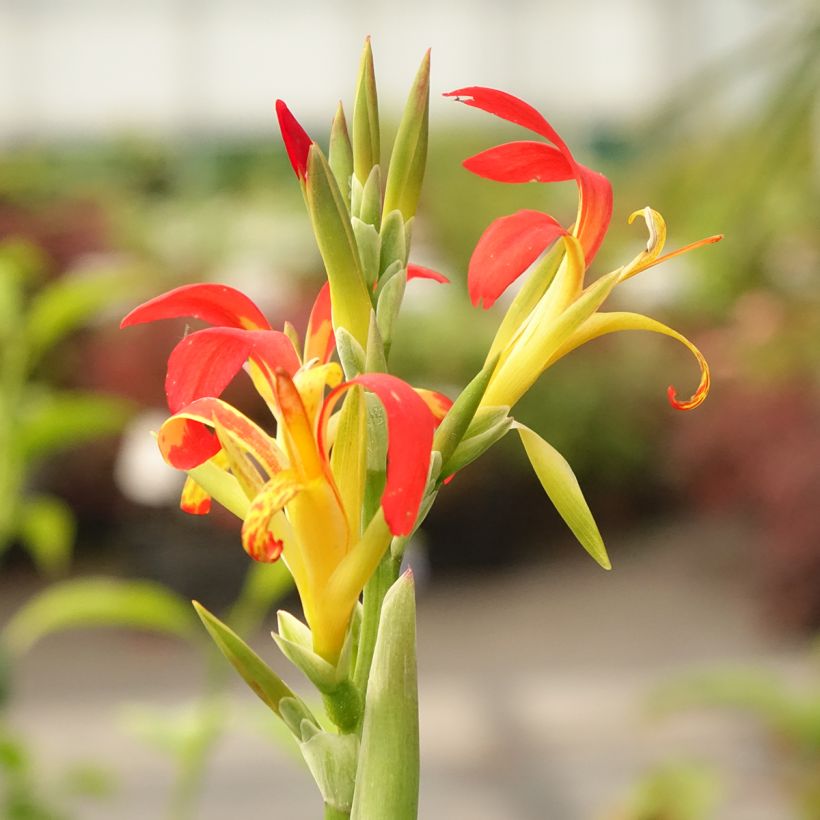 Canna edulis (Flowering)