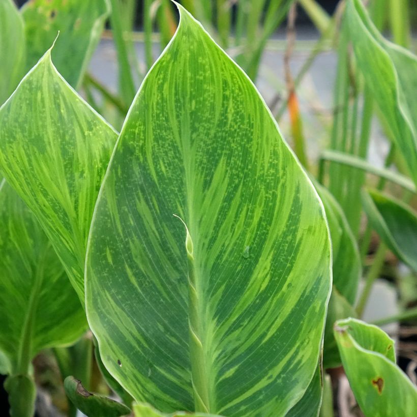 Canna En Avant - Indian shot (Foliage)