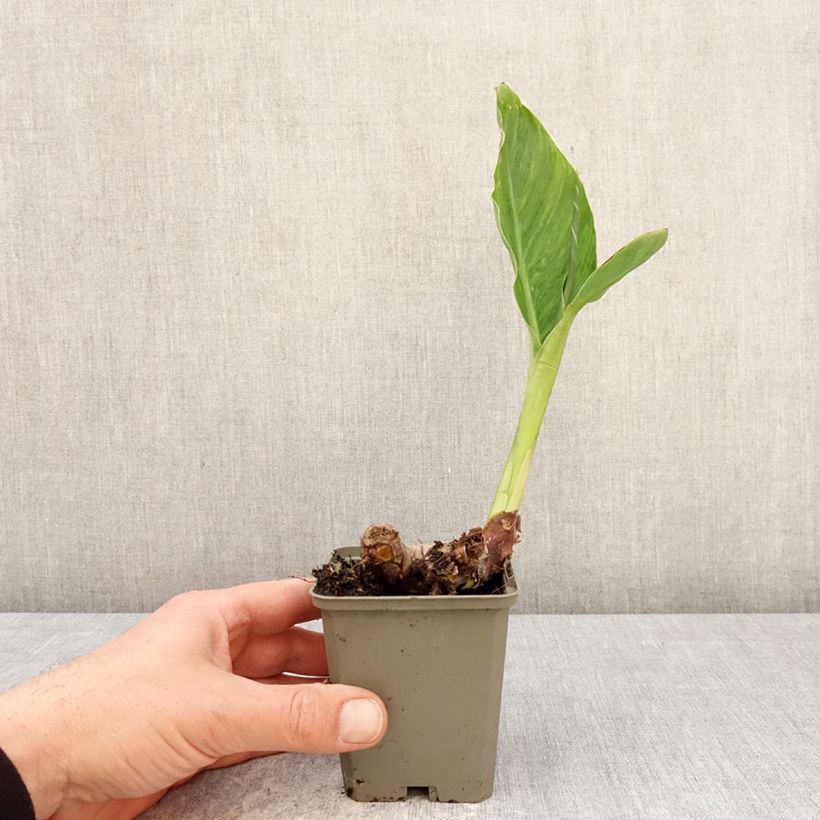 Canna En Avant - Indian shot 8/9 cm pot size I sample as delivered in spring