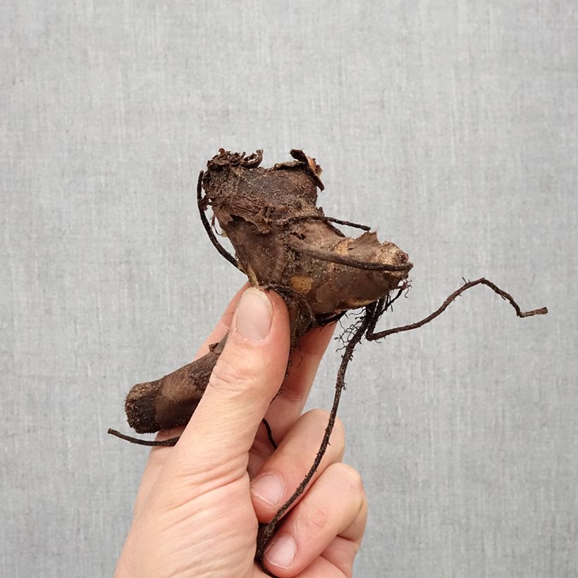 Canna Endeavour - Indian shot Bulb size I sample as delivered in spring