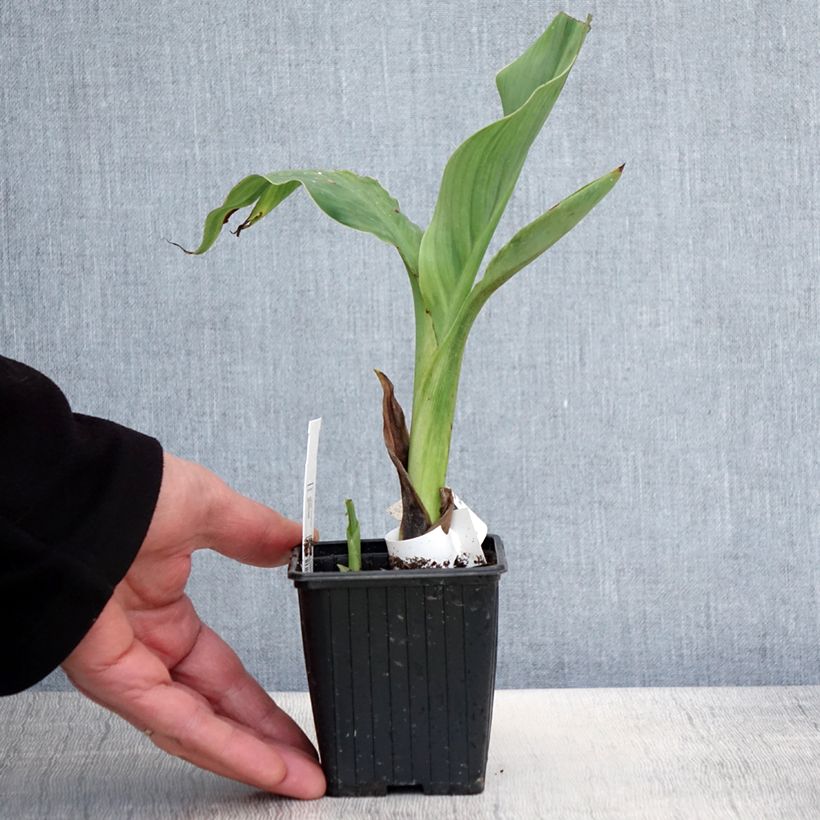 Canna glauca Ra - Water Canna 8/9 cm pot sample as delivered in spring
