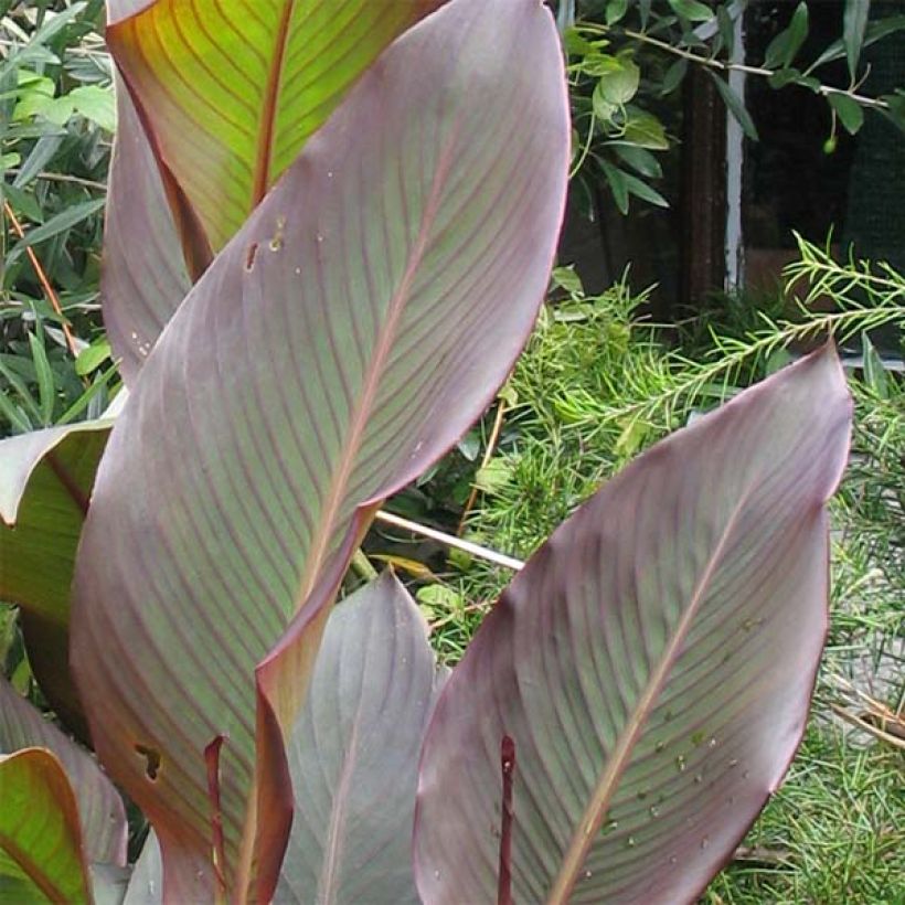 Canna indica Purpurea - Indian shot (Foliage)