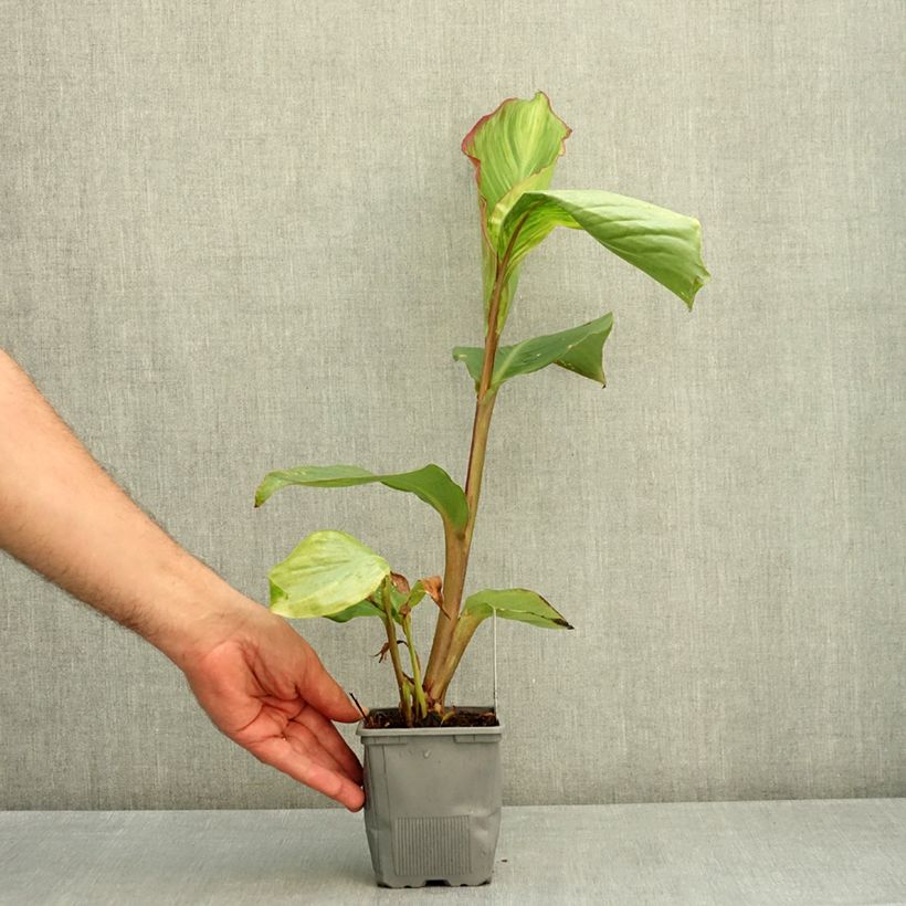 Canna Musifolia - Canna Lily 1L/1.5L pot sample as delivered in summer