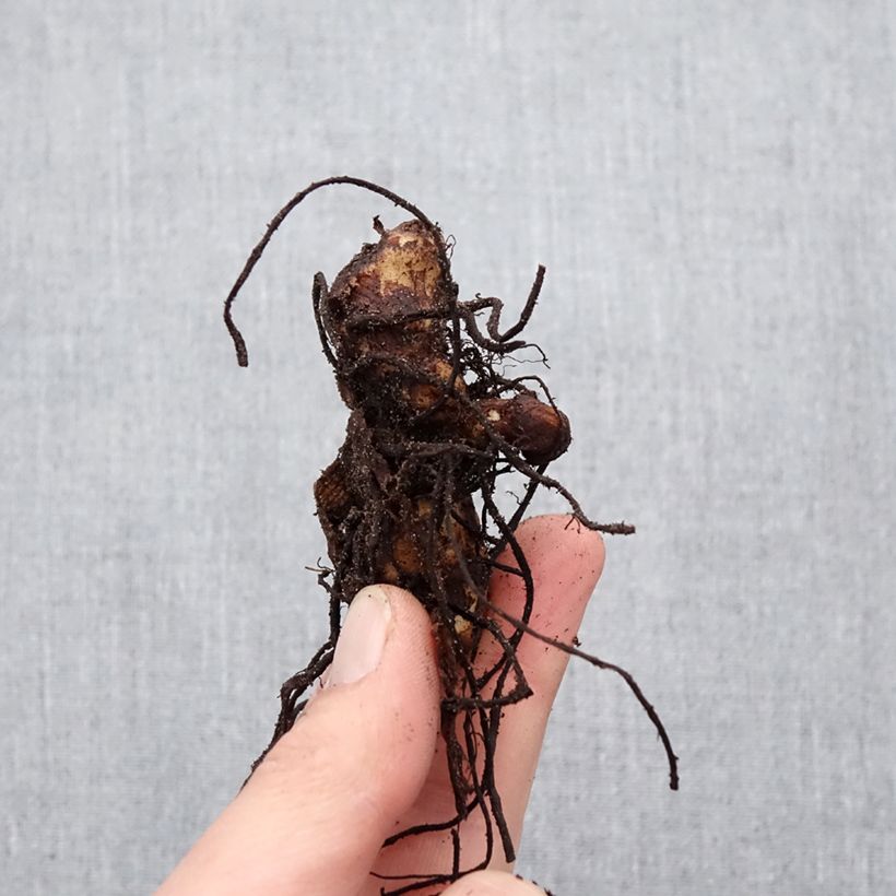 Canna Soleil d'Or - Indian shot Bulb size I sample as delivered in spring