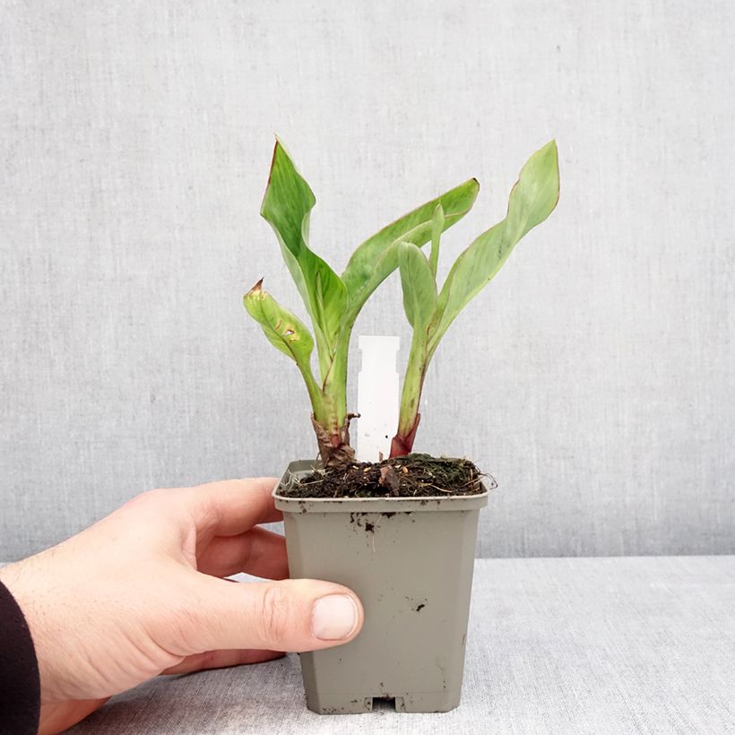 Canna Strasbourg - Indian shot 8/9 cm pot size I sample as delivered in spring