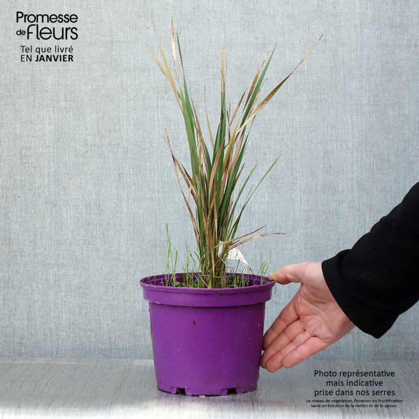 Dierama pendulum var. robustum Blackberry Bells 2L/3L pot sample as delivered in winter