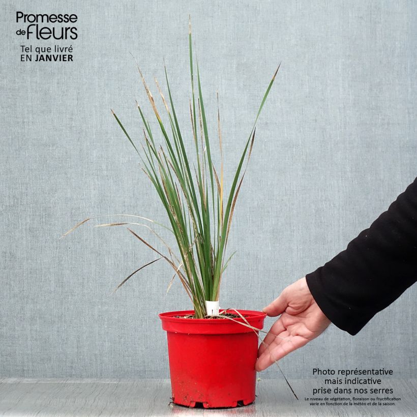 Dierama pulcherrimum Blackbird 2L/3L pot sample as delivered in winter