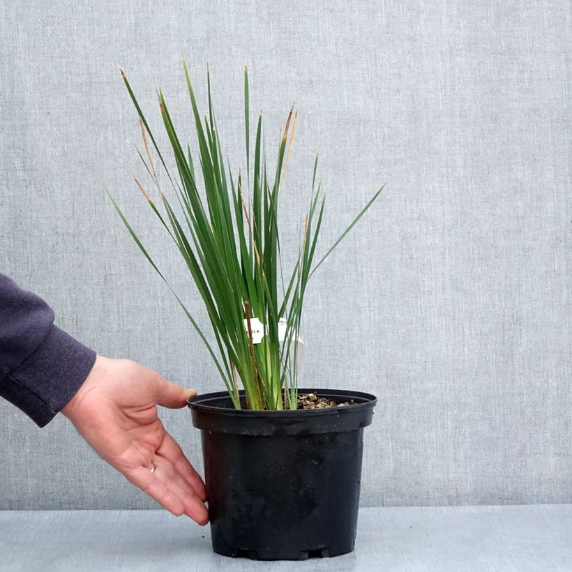 Dierama igneum 2L/3L pot sample as delivered in spring