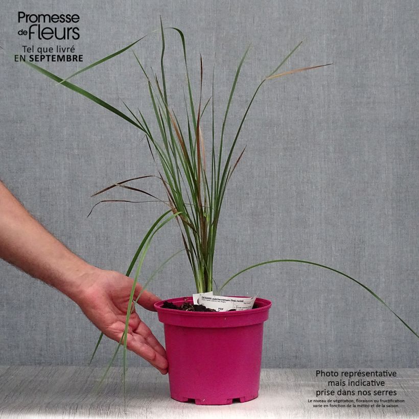 Dierama erectum Pink Rocket 2L/3L pot sample as delivered in autumn