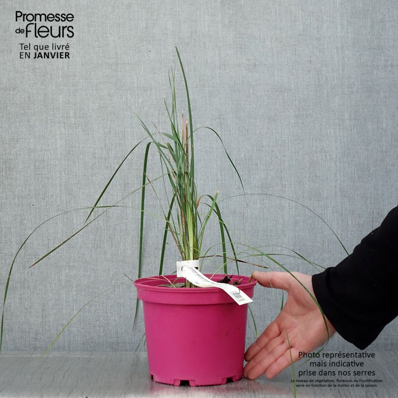 Dierama erectum Pink Rocket 2L/3L pot sample as delivered in winter