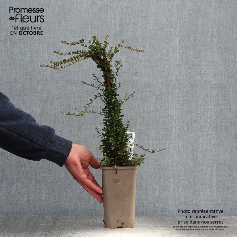Cranberry - Vaccinium macrocarpon 1.5L/2L pot, Bush sample as delivered in autumn