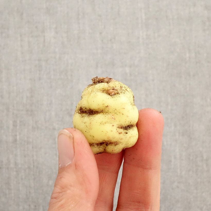 Tropaeolum tuberosum  Bulb sample as delivered in spring