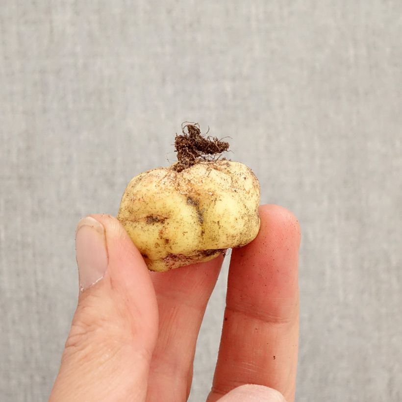 Tropaeolum tuberosum Ken Aslet Bulb sample as delivered in spring