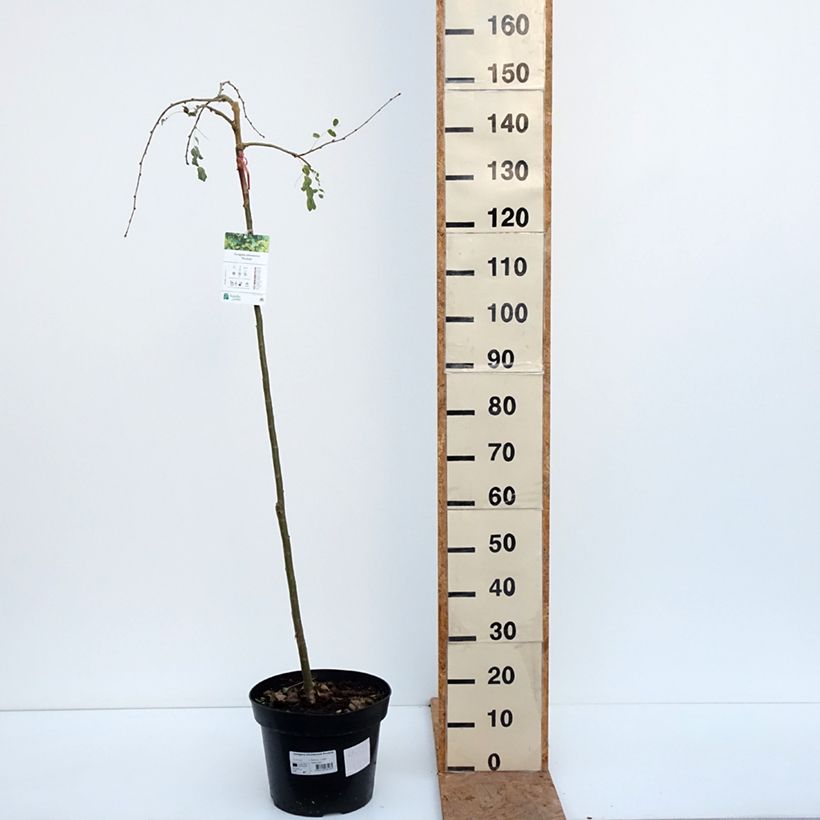 Caragana arborescens Pendula - Siberian Pea Tree. 7.5L/10L pot sample as delivered in autumn