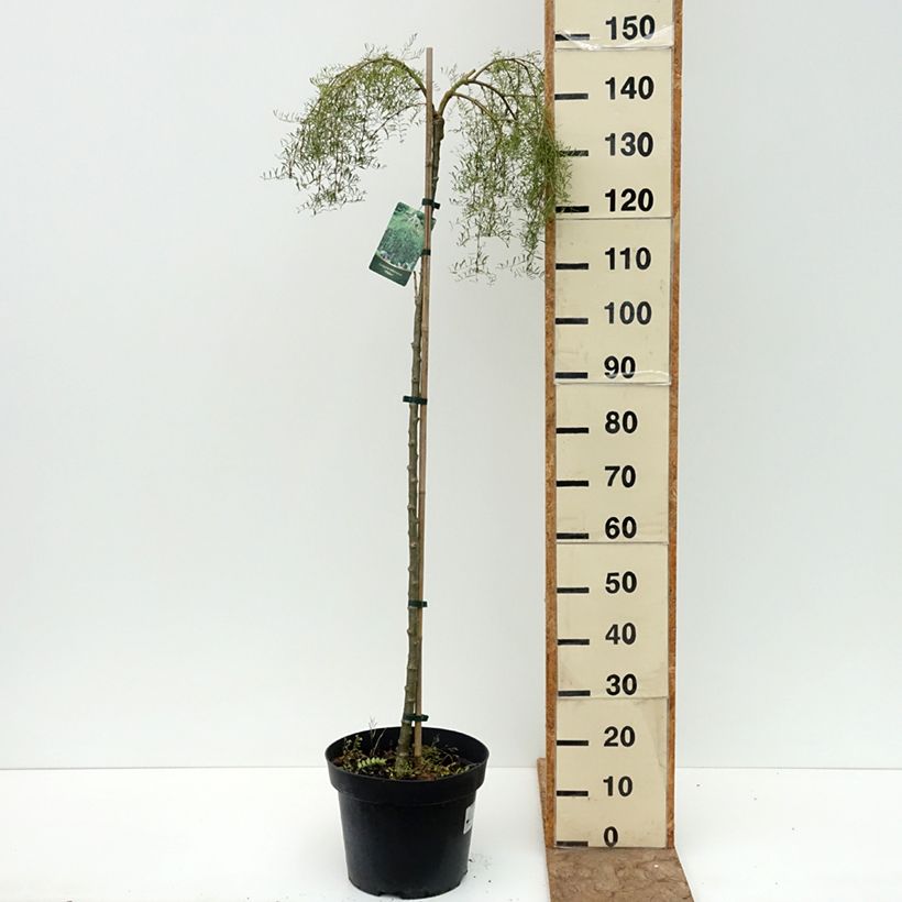 Caragana arborescens Walker - Siberian Pea Tree 7.5L/10L pot, Standard sample as delivered in summer