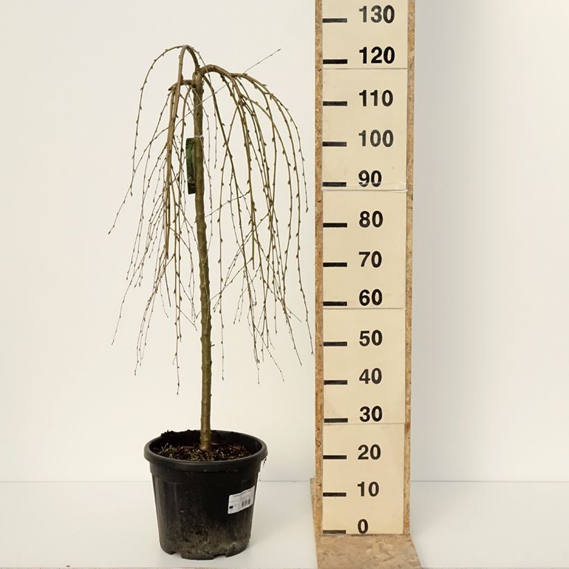 Caragana arborescens Walker - Siberian Pea Tree 7.5L/10L pot sample as delivered in winter