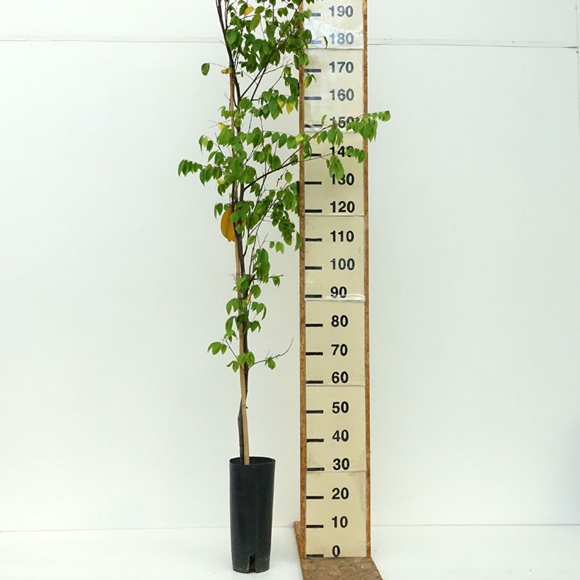 Averrhoa carambola Arkin - Star fruit tree 6L/7L pot sample as delivered in summer