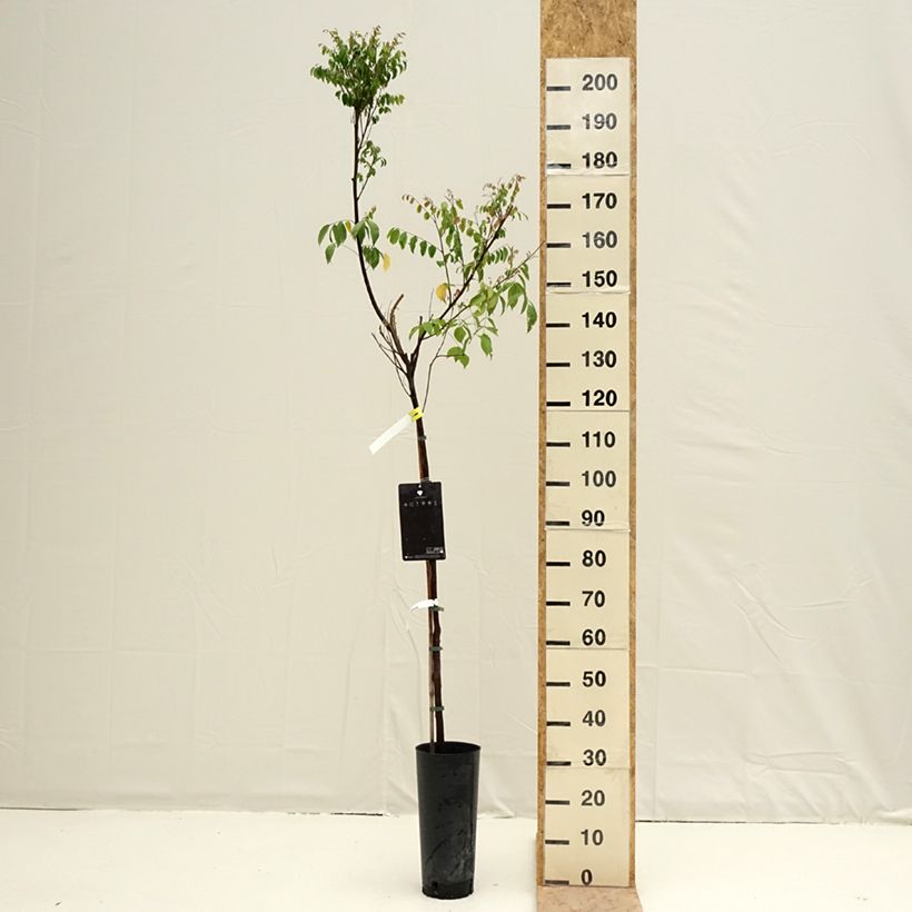 Averrhoa carambola Arkin - Star fruit tree 6L/7L pot sample as delivered in spring