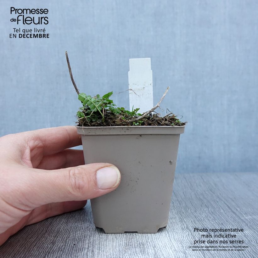 Cardamine pratensis Flore Pleno 8/9 cm pot sample as delivered in autumn