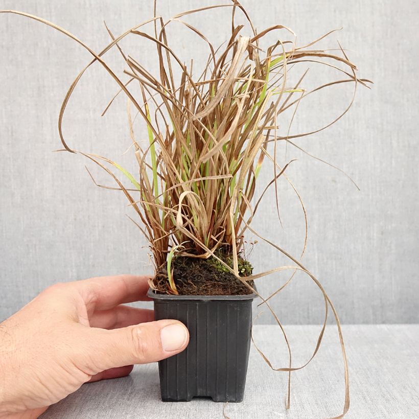 Carex acuta - Acute Sedge 8/9 cm pot sample as delivered in autumn