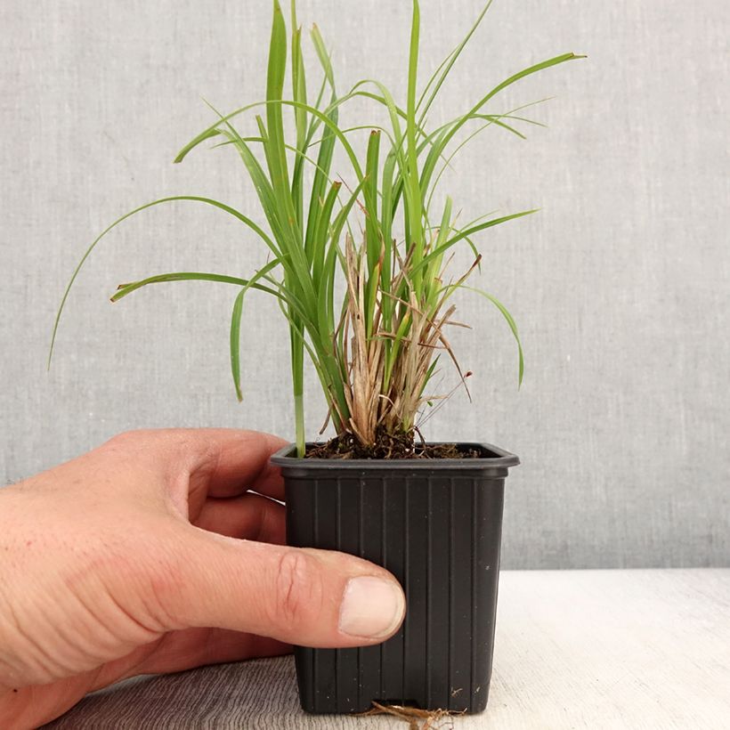 Carex acuta - Acute Sedge 8/9 cm pot sample as delivered in spring