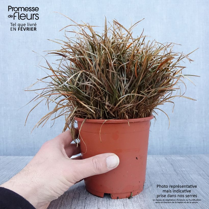 Carex berggrenii 1L/1.5L pot sample as delivered in winter