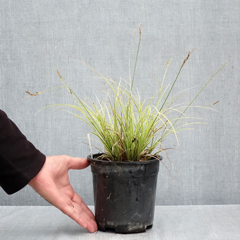 Carex brunnea Aureovariegata 2L/3L pot sample as delivered in autumn