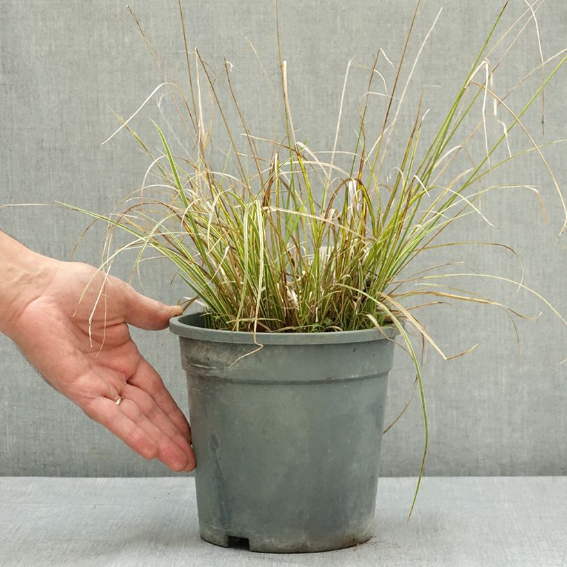 Carex brunnea Aureovariegata - Laîche panachée Pot de 2L/3L sample as delivered in summer