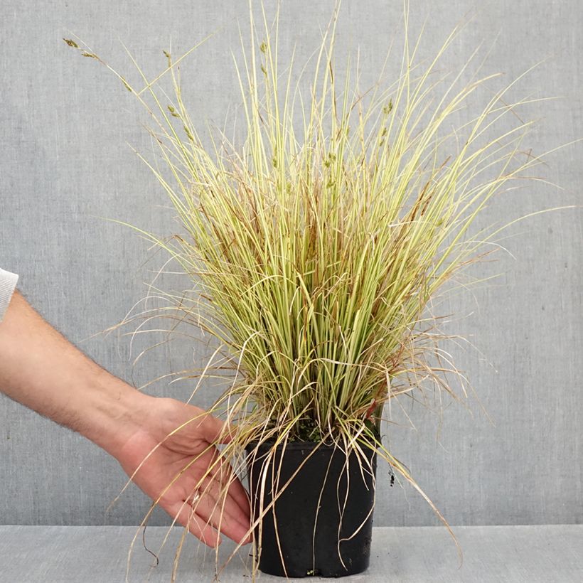 Carex brunnea Jenneke 2L/3L pot sample as delivered in autumn