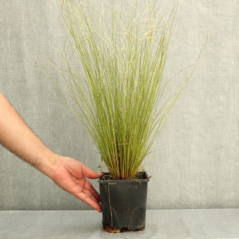 Carex buchananii Green Twist - Buchanan's Sedge 1.5L/2L pot sample as delivered in summer