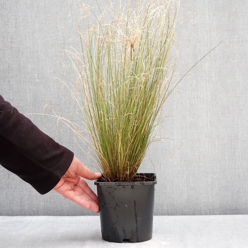 Carex buchananii Green Twist - Buchanan's Sedge 1.5L/2L pot sample as delivered in winter