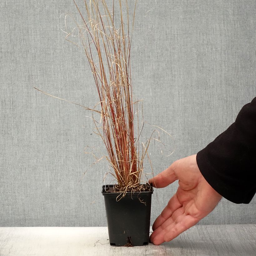 Carex buchananii Red Rooster 8/9 cm pot sample as delivered in spring