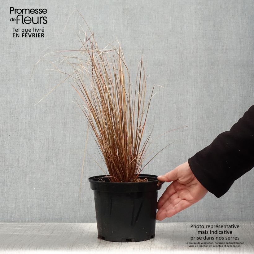 Carex buchananii Red Rooster 2L/3L pot sample as delivered in winter