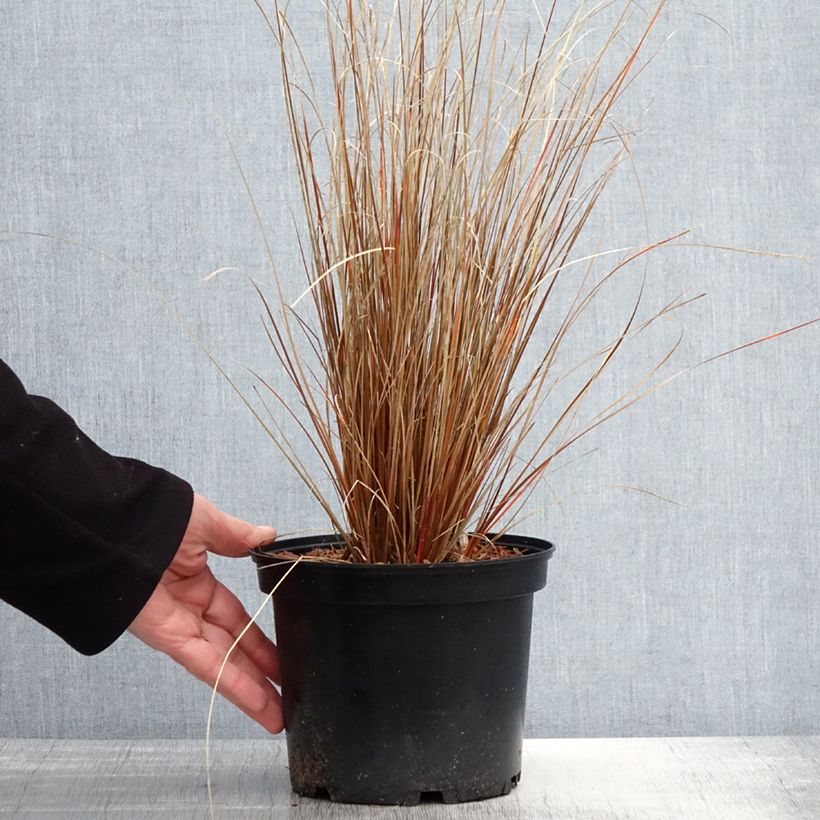 Carex buchananii Red Rooster 2L/3L pot sample as delivered in spring