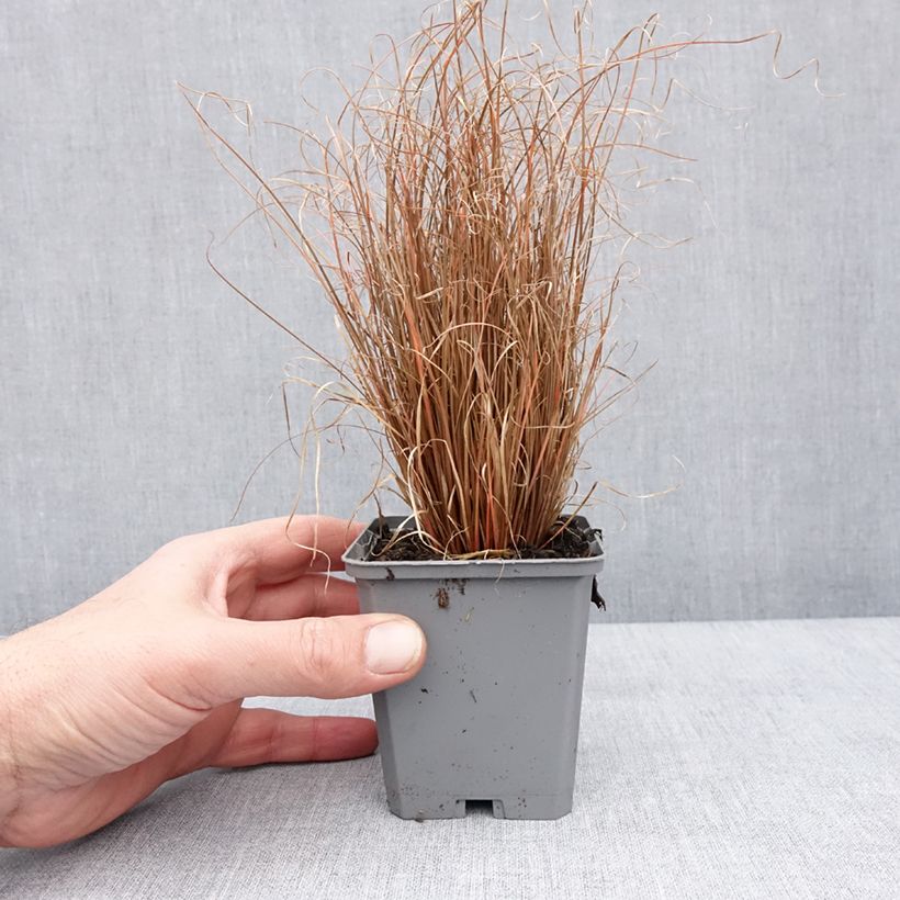 Carex comans Bronco 8/9 cm pot sample as delivered in winter