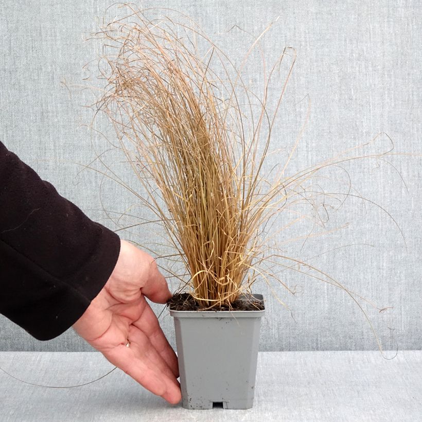 Carex comans Bronco 8/9 cm pot sample as delivered in spring