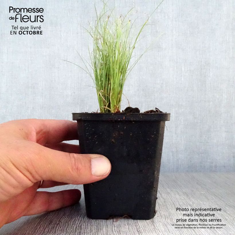 Carex comans Frosted Curls 8/9 cm pot sample as delivered in autumn