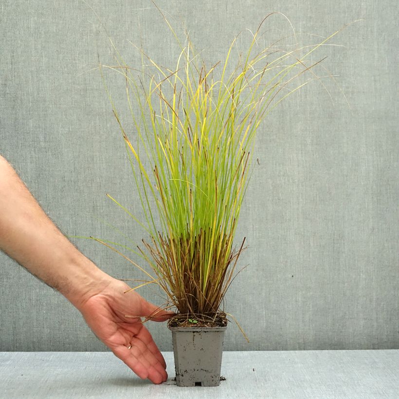 Carex comans  Phoenix - Sedge Green 8/9 cm pot sample as delivered in autumn