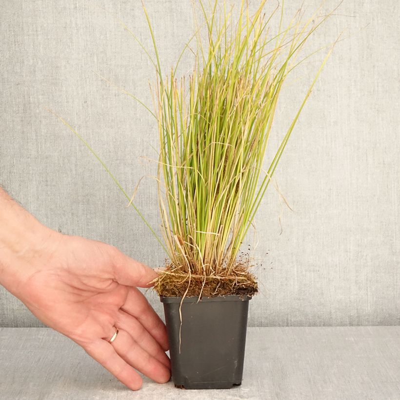 Carex comans  Phoenix - Sedge Green 8/9 cm pot sample as delivered in spring