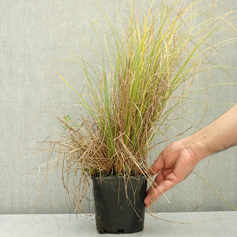 Carex comans  Phoenix - Sedge Green 1.5L/2L pot sample as delivered in autumn
